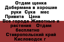 Отдам щенка Добермана в хорошие руки. Сука 5 мес. Привита › Цена ­ 5 000 - Все города Животные и растения » Отдам бесплатно   . Ставропольский край,Кисловодск г.